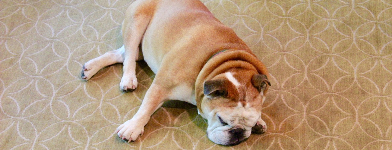Mazie Bulldog 404